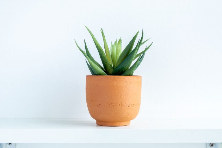 A small aloe plant on the side of a living room planted on a terracotta pot, What's The Best Pot For An Aloe Plant?