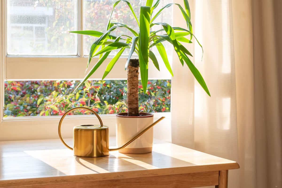 A small and minimalist inspired Yucca plant placed on the side of a table near the window, Can Yucca Plants Grow In Pots?