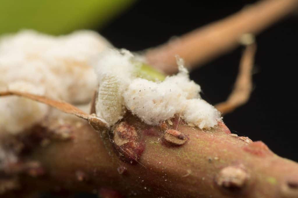 A small colony of mealybugs gathering on a small branch