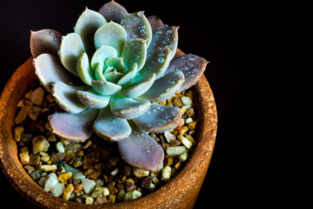 A small succulent plant on a clay pot with moist on the leaves