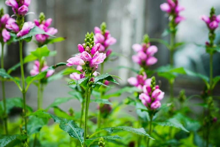 An up close photo of a pink turtlehead photographed in a garden, 11 Trees That Soak Up Water