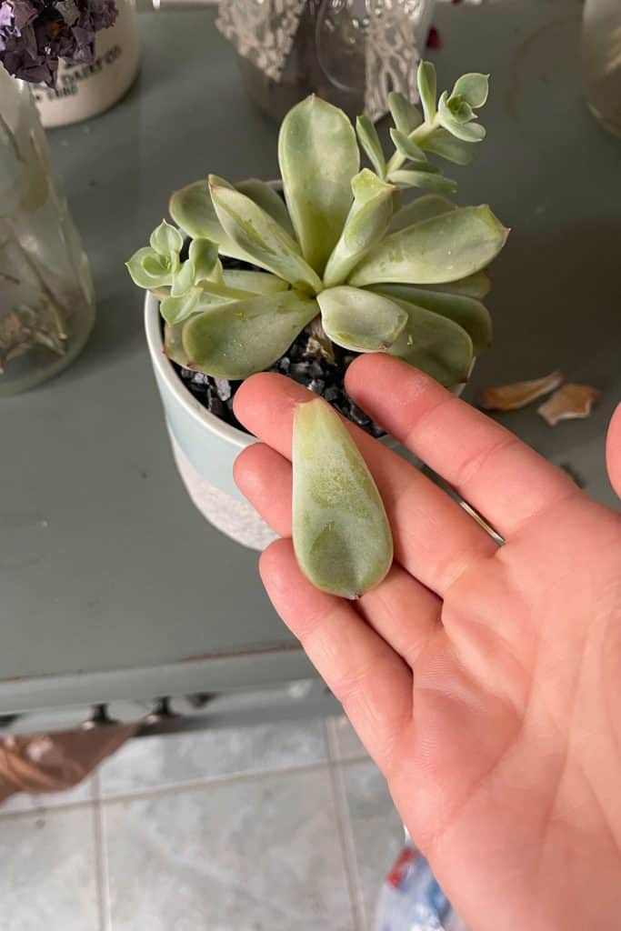 A woman holding a piece of leaf from the succulent
