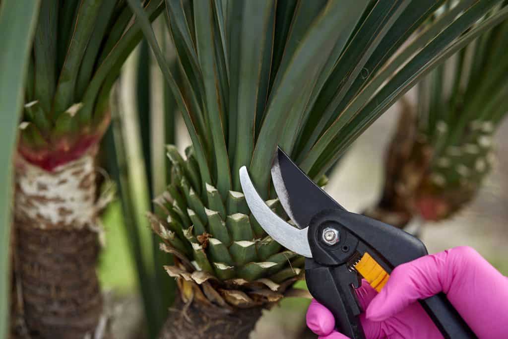 A woman trimming the leaves of a Yucca plant