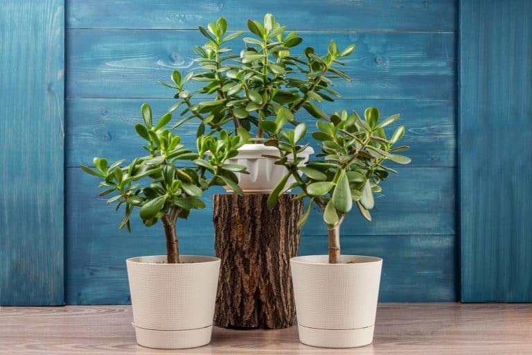 An up close photo of a Jade plant planted on white ceramic pots and on top of a wooden log, 11 Low Maintenance Indoor Trees To Consider