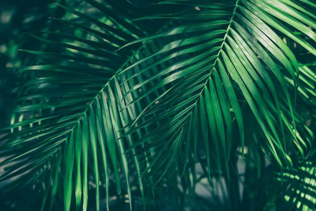 An up close photo of an Areca Palm tree