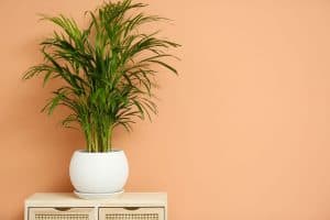 Read more about the article How Far Apart Should You Plant Areca Palms?