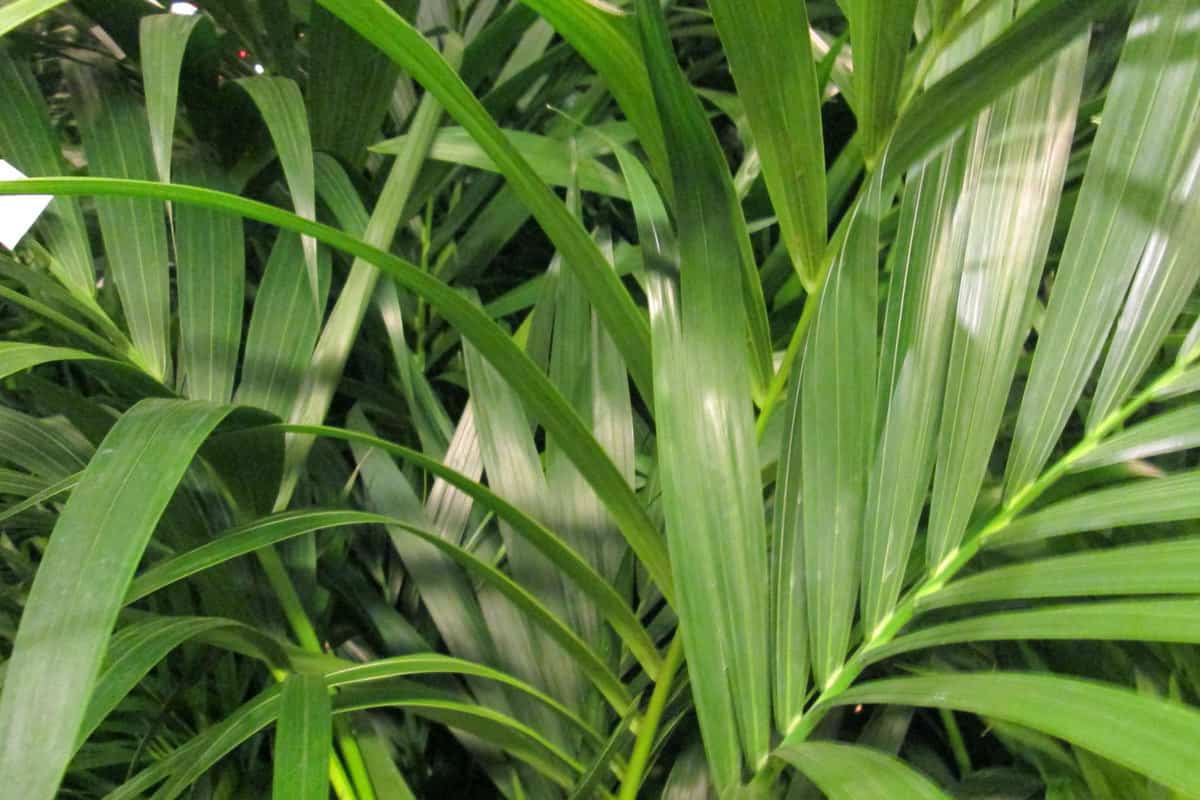 An up close photo of an Areca Palm tree on a garden, Can An Areca Palm Grow Indoors?