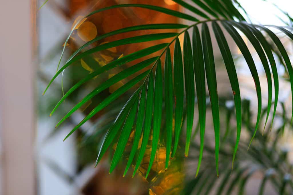 An up close photo of an Areca Palm trees leaves