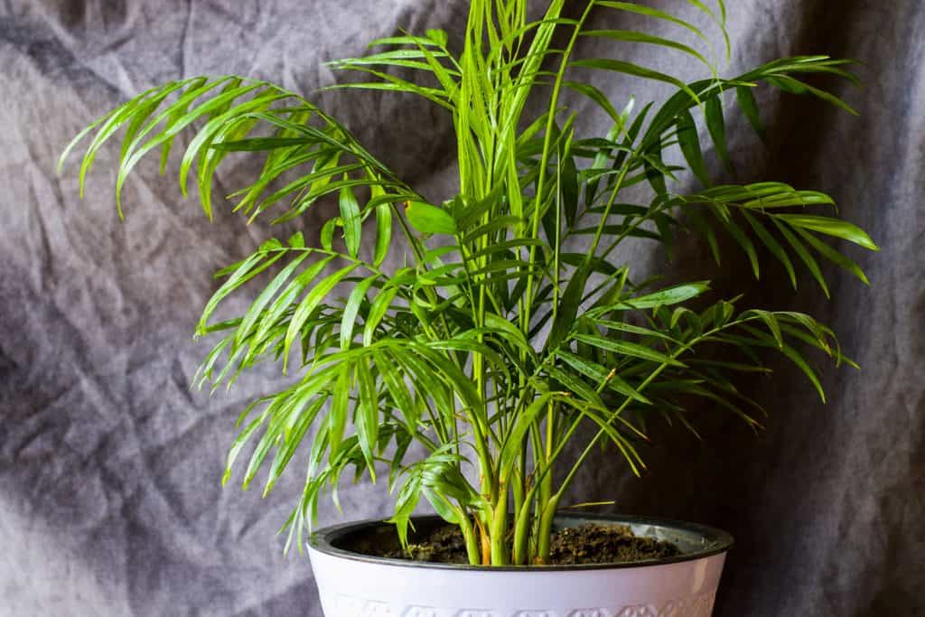 An up close photo of an Areca inside living room, Does An Areca Palm Purify Air?