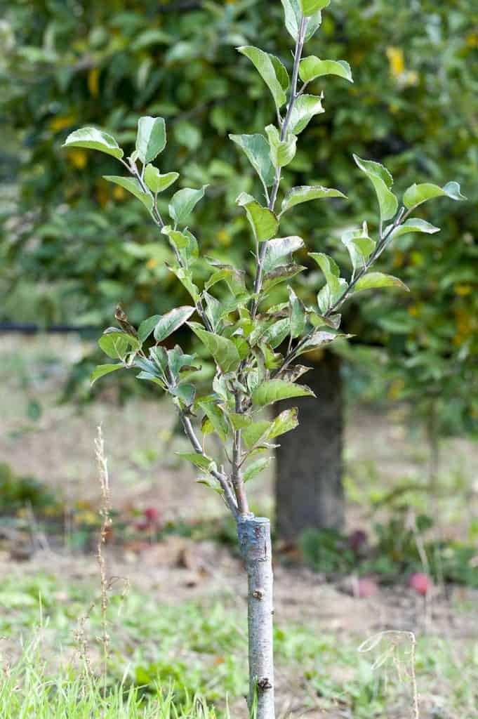 Apple tree renovation by the grafting