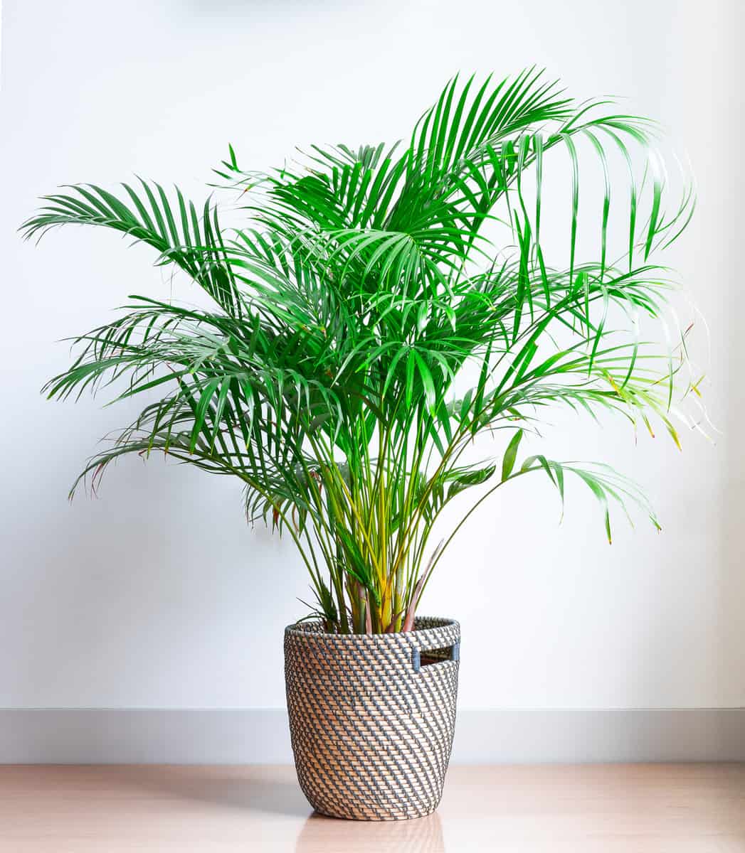 Areca Palm, Chrysalidocarpus lutescens, in a wicker basket, isolated in front of a white wall on a wooden floor