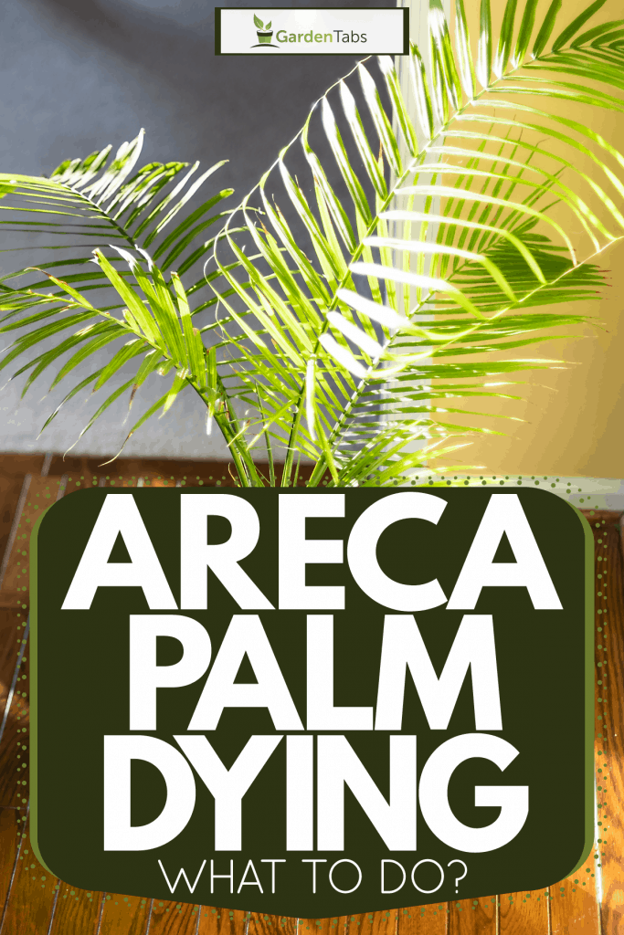 An up close photo of an Areca Palm trees leaves, Areca Palm Dying - What To Do?