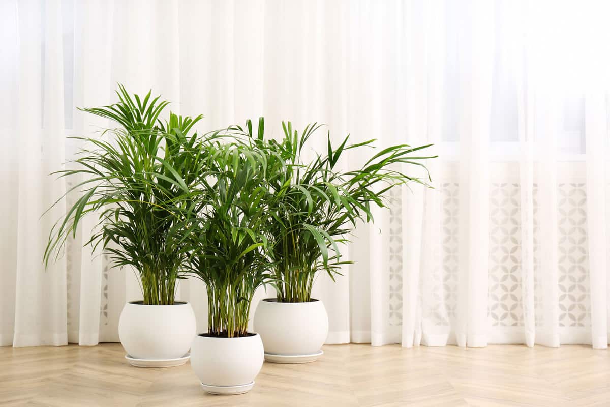 Beautiful indoor areca palm plants on floor in room, Spots On Areca Palm - What To Do? [White, Brown And Black Spots]