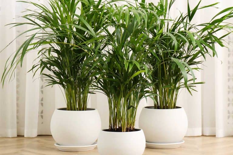 Beautiful indoor palm plants on floor in room, What's The Best Soil For An Areca Palm?