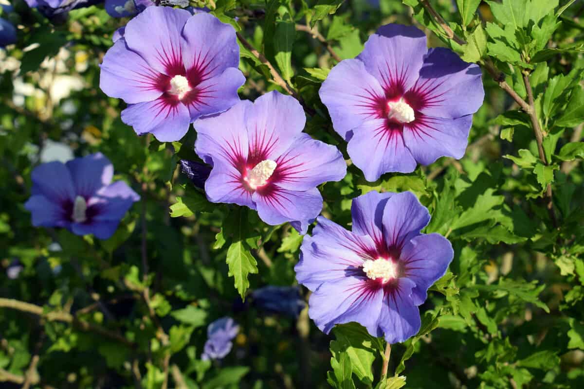 Beautifully blooming hibiscus syriacus 'Blue bird' with attractive flowers, garden in august