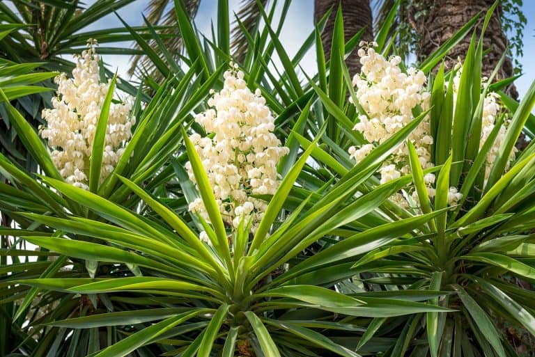 Blooming palm tree yucca