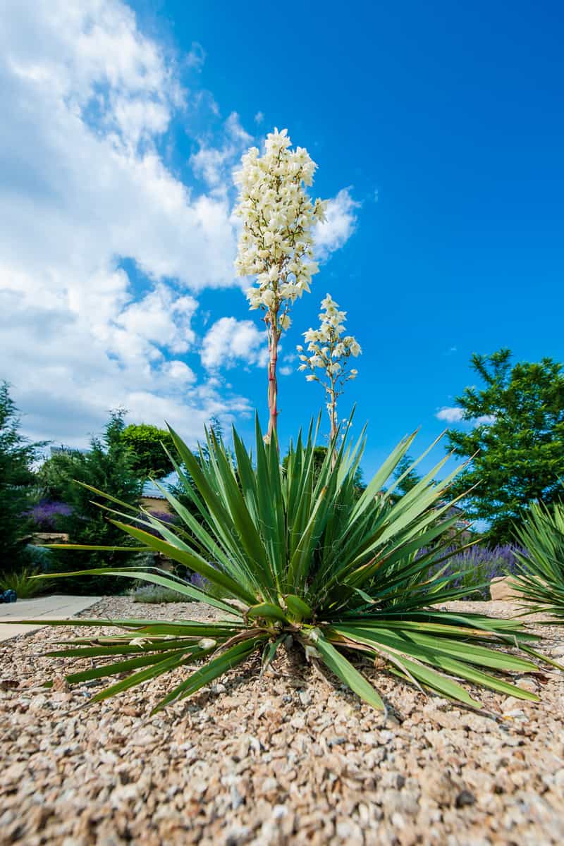 Blooming yucca bush in a formal garden