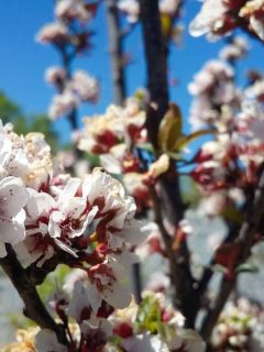 Blossoming flowers of the plum tree, 15 Fruit Trees With White Flowers