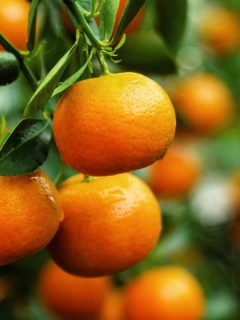 Branch with bright orange tangerines on a tree, 5 Of The Fastest-Growing Citrus Trees To Know