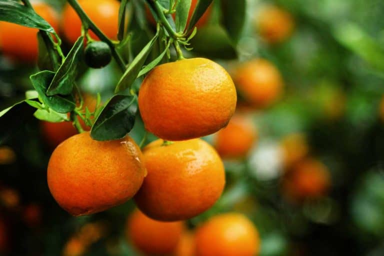 Branch with bright orange tangerines on a tree, 5 Of The Fastest-Growing Citrus Trees To Know