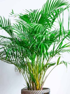 Bright living room with houseplant on the floor in a wicker basket, How To Propagate An Areca Palm [2 Viable Methods!]