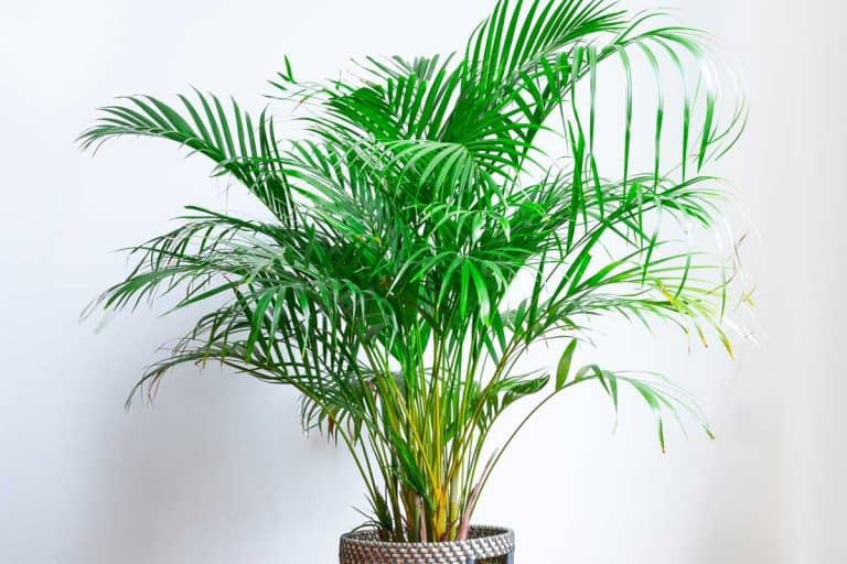 Bright living room with houseplant on the floor in a wicker basket, How To Propagate An Areca Palm [2 Viable Methods!]