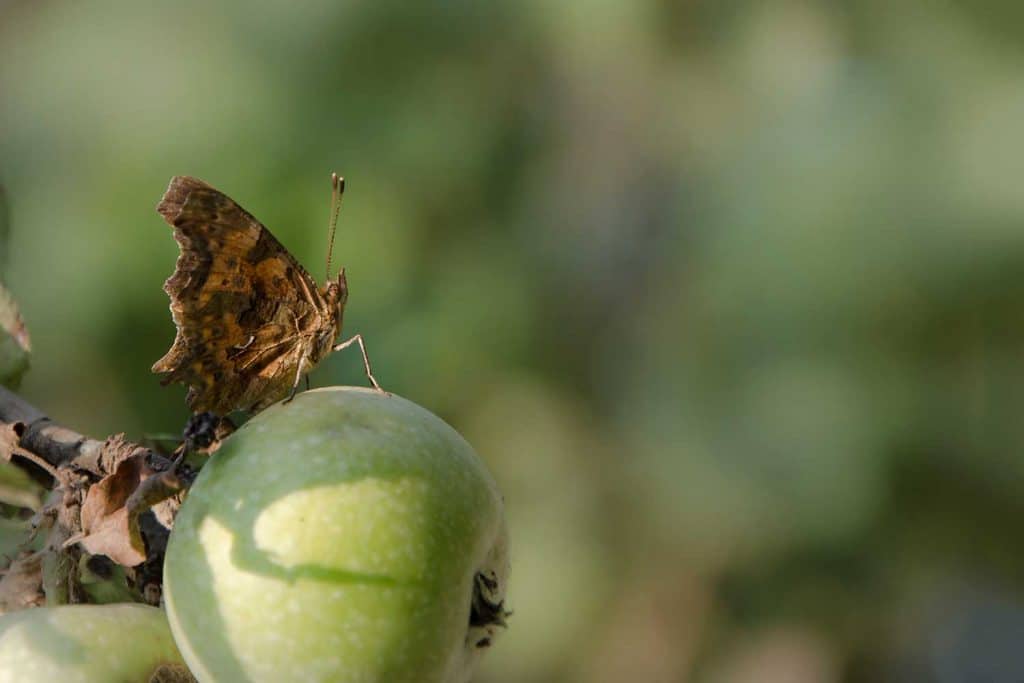 Butterfly sits on an green apple