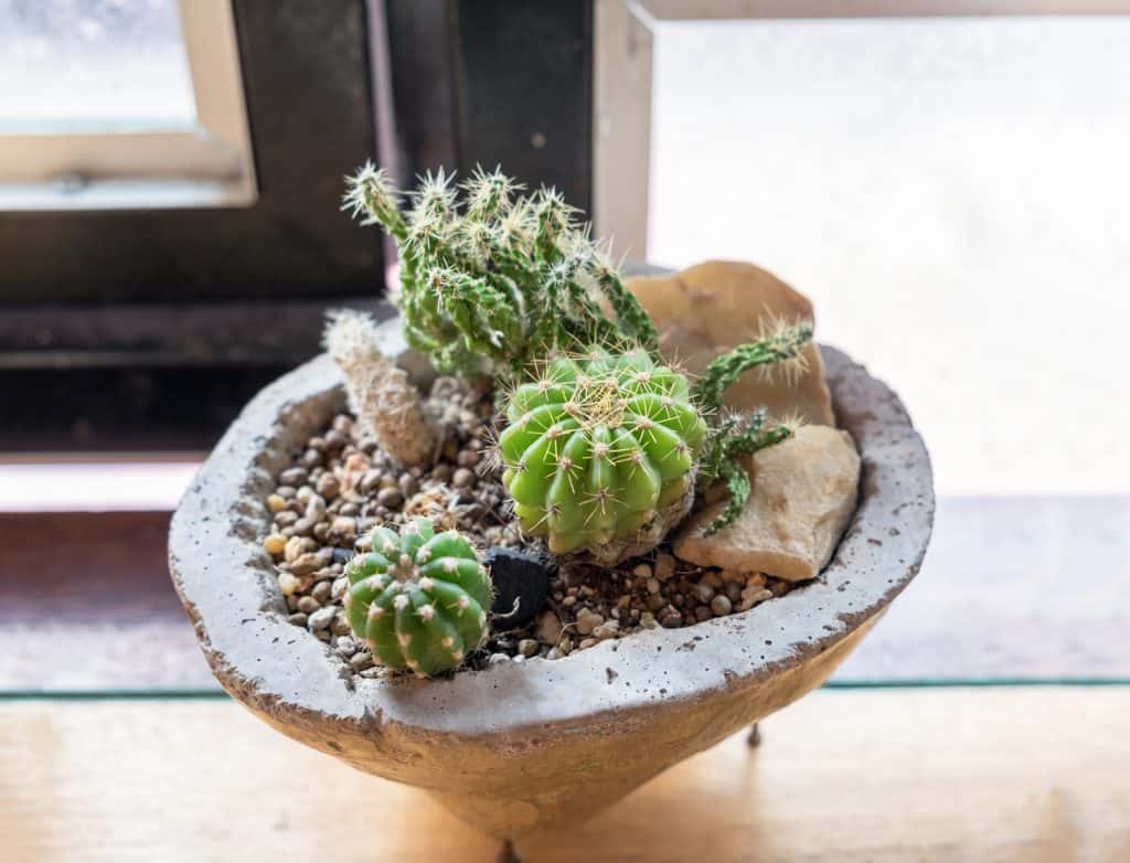 Cactus green family in stone vase