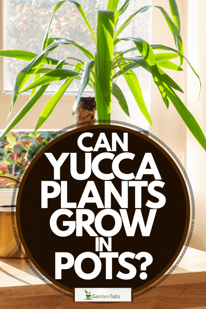 A small and minimalist inspired Yucca plant placed on the side of a table near the window, Can Yucca Plants Grow In Pots?