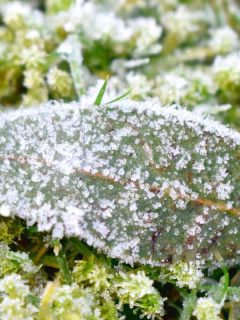 Close up of Ice crystal frozen cover leaf put on green grasses with morning light in winter season, 9 Best Plant-Safe Ice Melts To Check Out