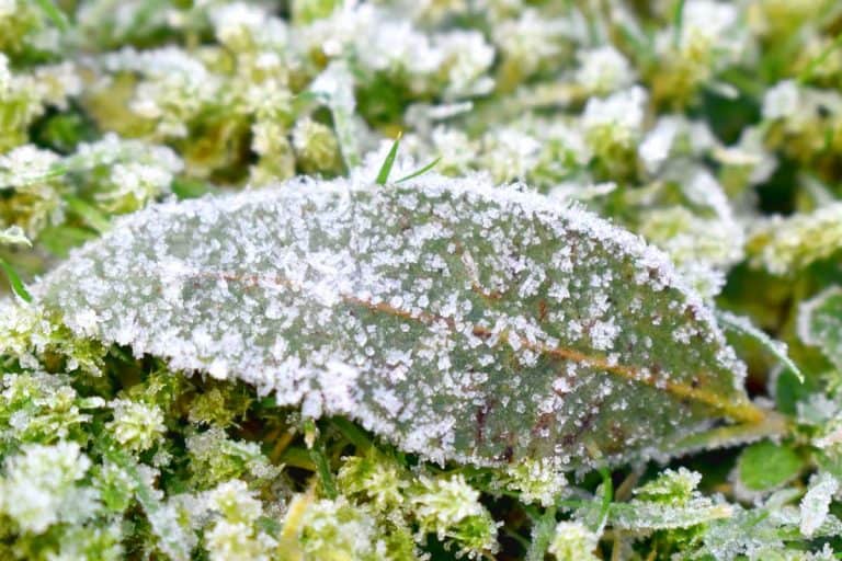 Close up of Ice crystal frozen cover leaf put on green grasses with morning light in winter season, 9 Best Plant-Safe Ice Melts To Check Out