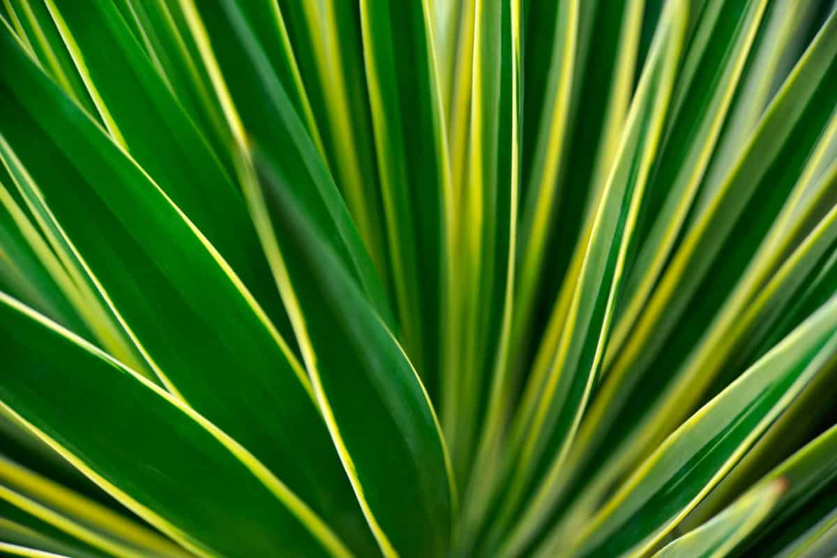 Close up photo of a Yucca Plant