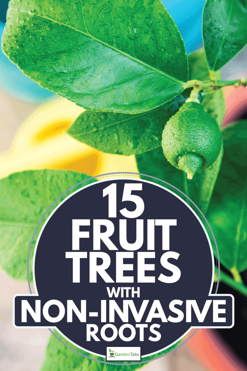 Árvores frutíferas não invasivas