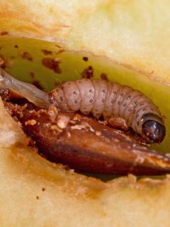 Codling moth larva inside an apple, How To Get Rid Of Codling Moth In Apple Trees [7 Practical Methods]