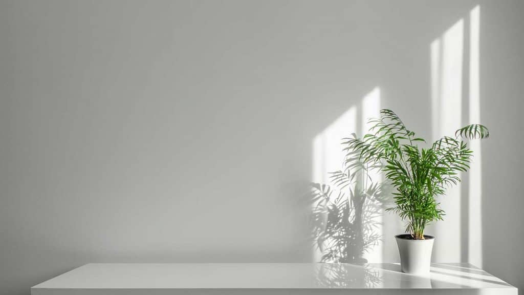 Decorative Areca Palm tree in white ceramic pot against white wall