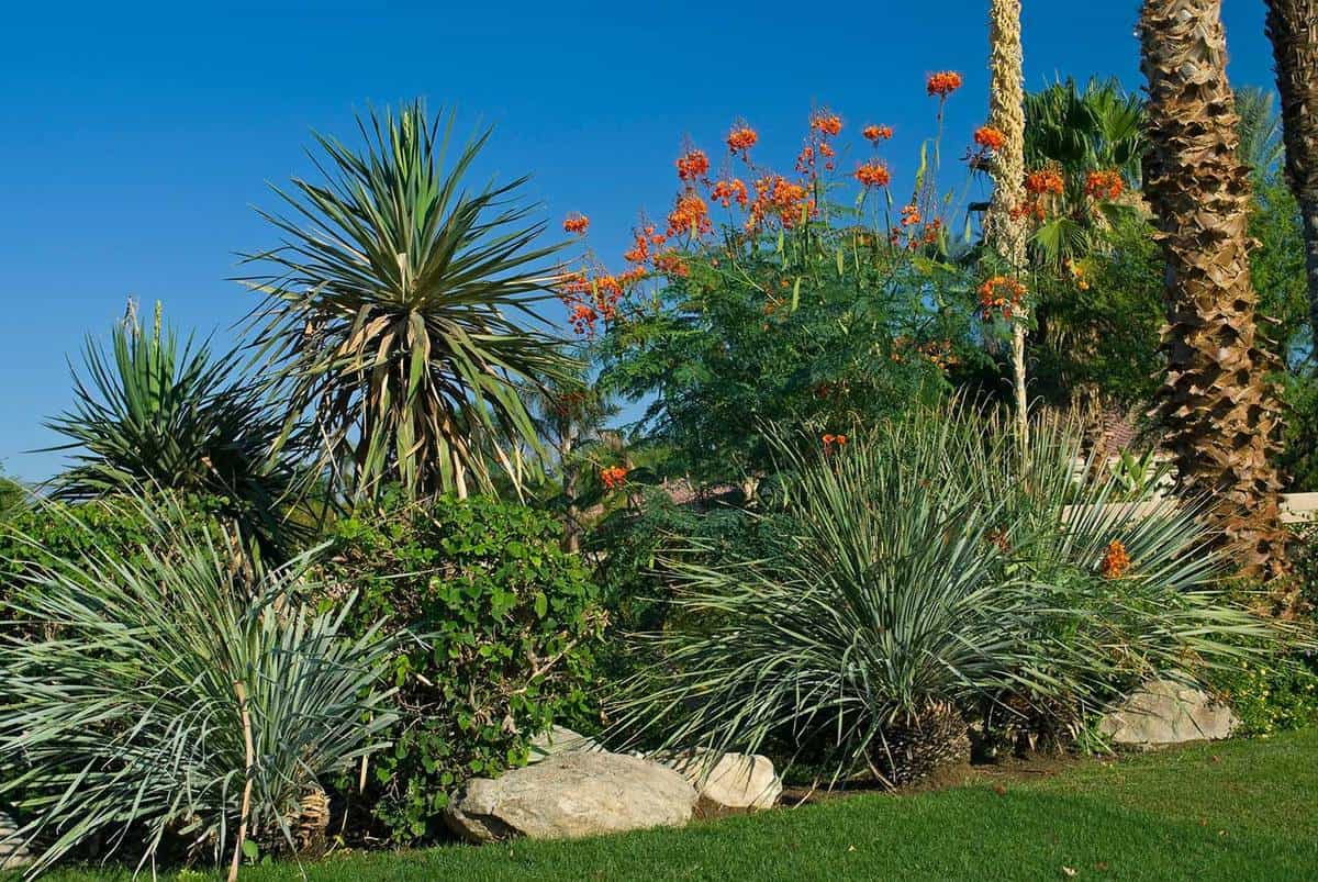 Desert garden with succulents