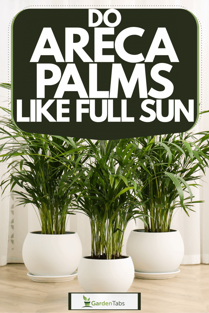 Gorgeous properly trimmed Areca palm trees inside a living room, Do Areca Palms Like Full Sun?
