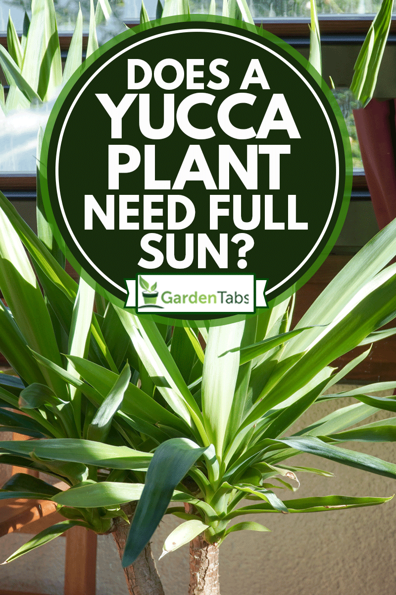 Yucca palm tree plant in a garden on a sunny summer day , Does A Yucca Plant Need Full Sun?