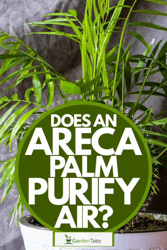 An up close photo of an Areca inside living room, Does An Areca Palm Purify Air?