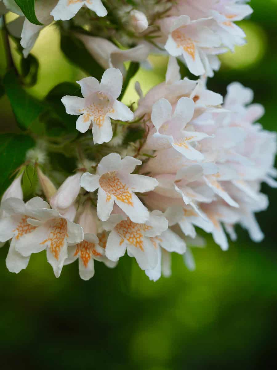 Fragrant Snowbell tree flowers.OLYMPUS DIGITAL CAMERA