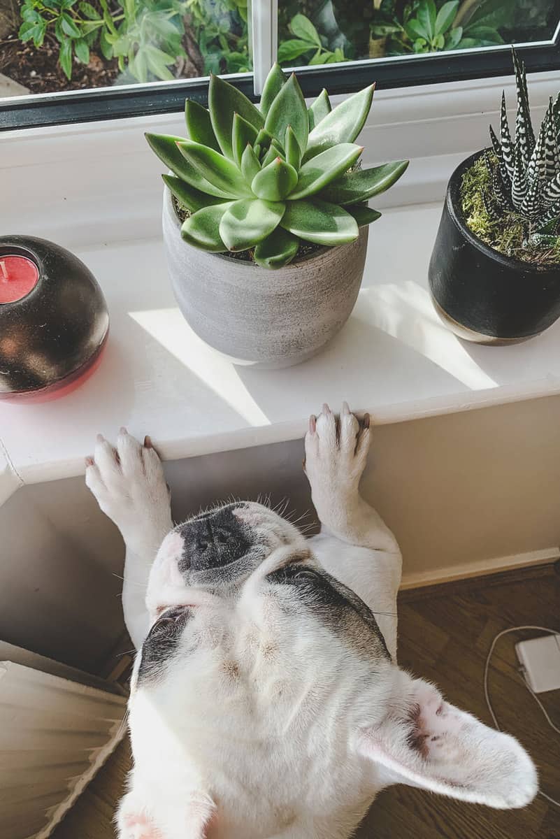 French Bulldog looking at Echeveria Haworthia Big Band and Echeveria succulent plant on the window sill