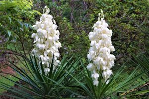 Read more about the article How Big Does A Yucca Grow? [By Type Of Yucca]