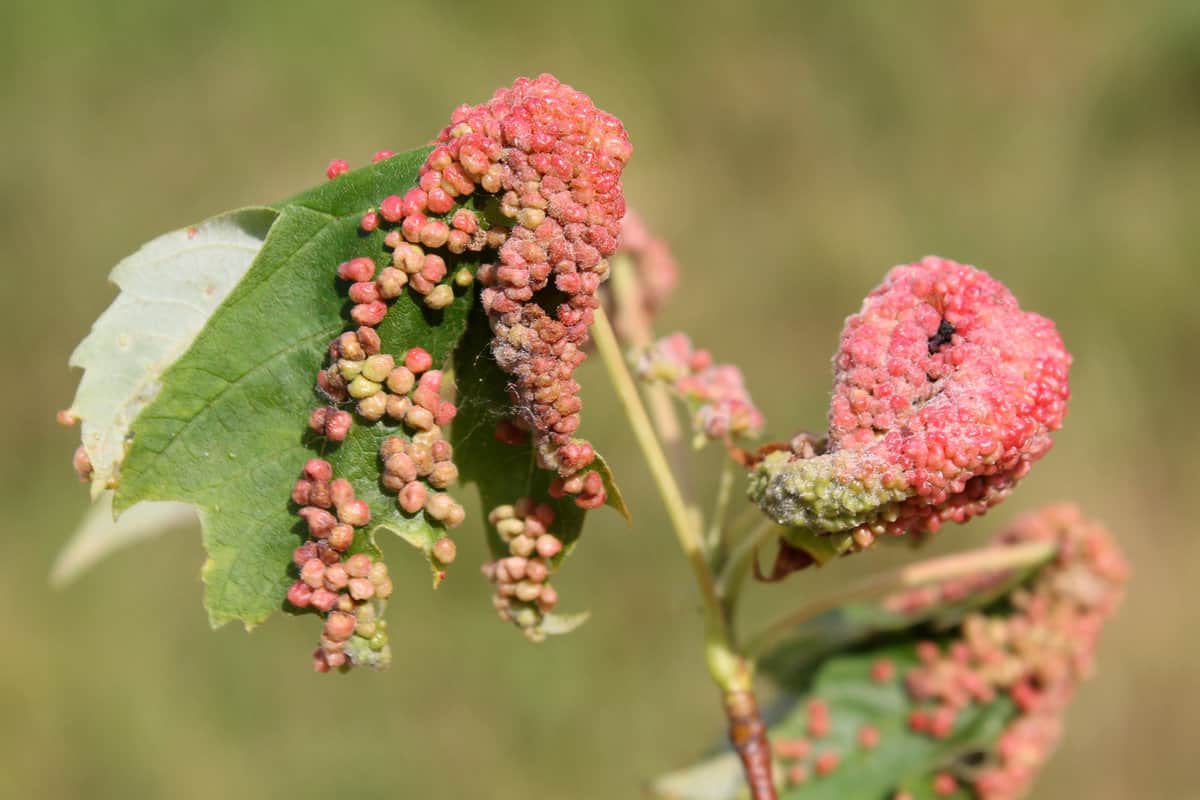 Gall caused by maple bladder-gall mite or Vasates quadripedes on Silver Maple (Acer saccharinum) leaf