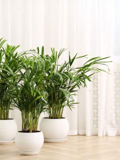 Gorgeous properly trimmed Areca palm trees inside a living room, Do Areca Palms Like Full Sun?