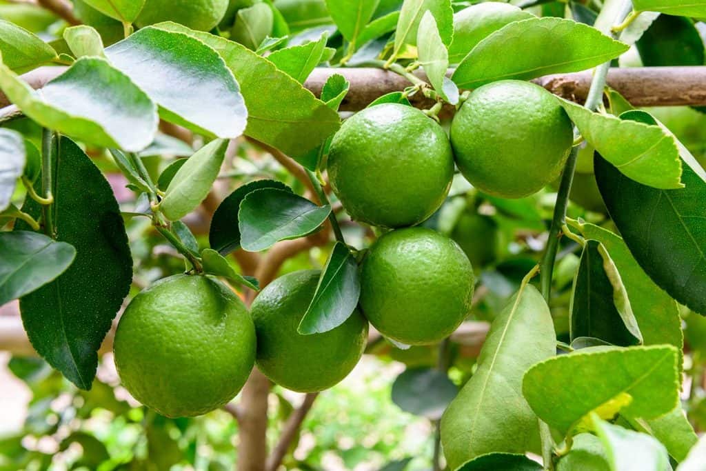 Green limes on a tree