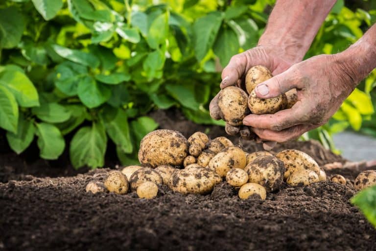 When Are Potatoes Ready To Harvest?, Hands harvesting fresh organic potatoes from soil
