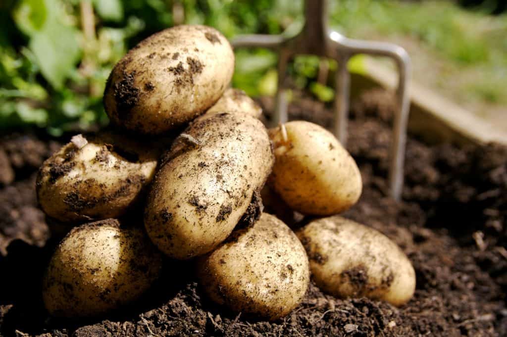 Harvesting Fresh Potatoes