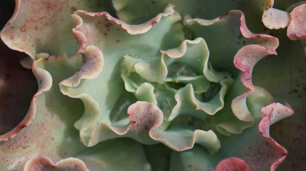 High angle macro of a green succulent with pink, ruffled edges