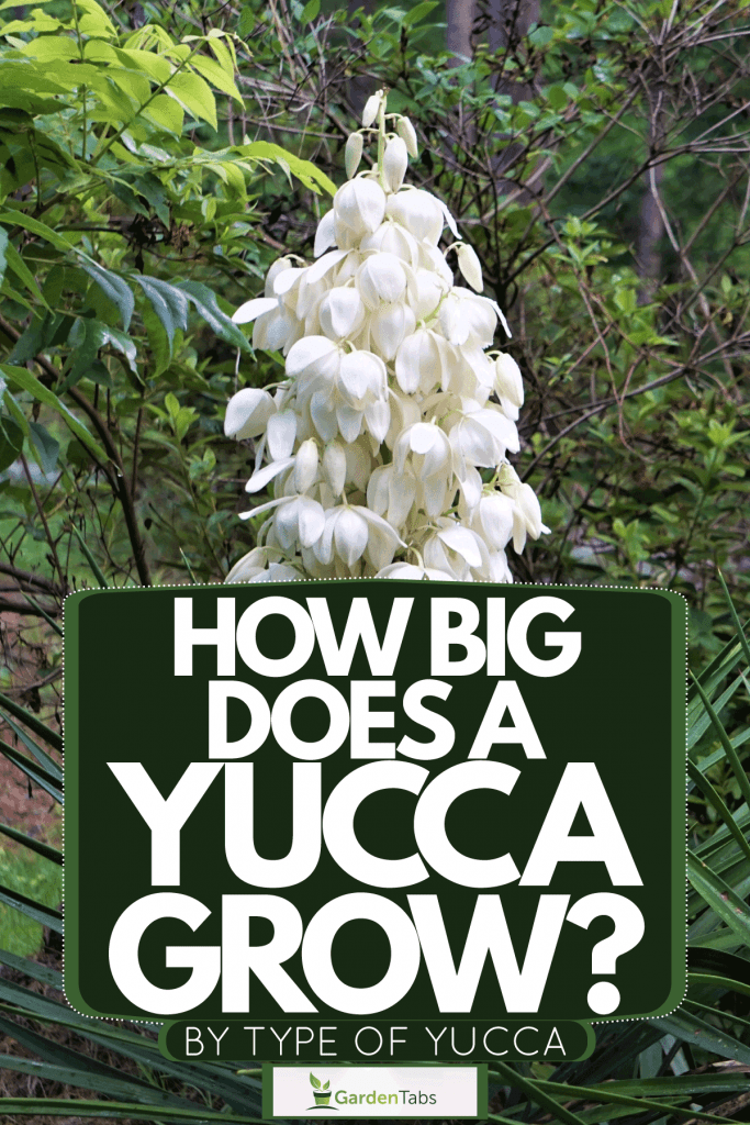 Fully bloomed leaves of a Yucca plant on a garden, How Big Does A Yucca Grow? [By Type Of Yucca]