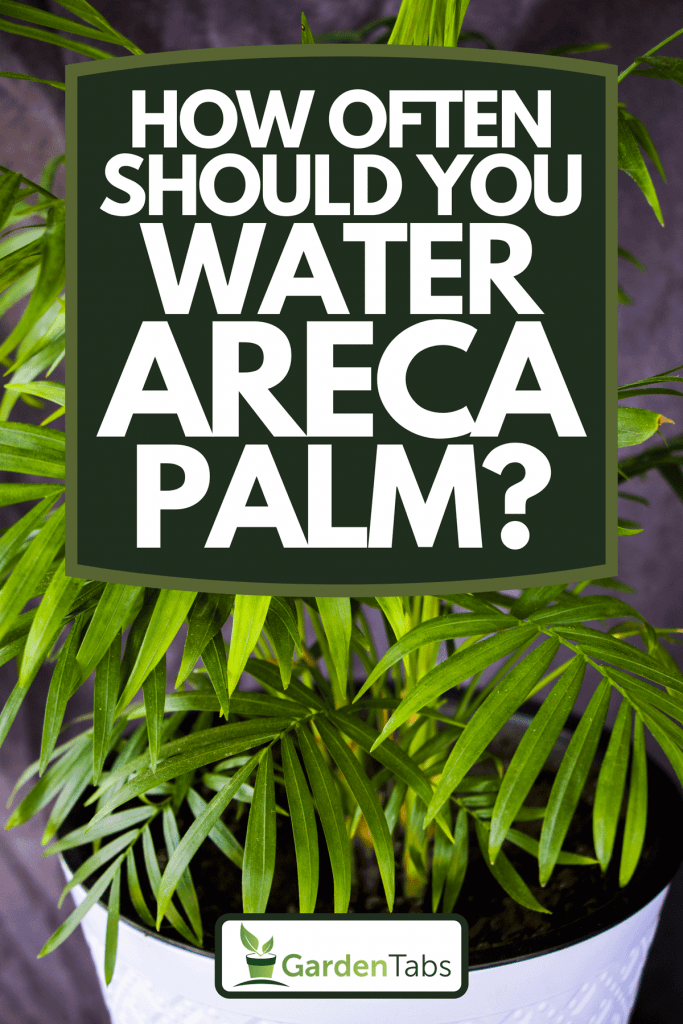 An indoor Areca palm tree in room, How Often Should You Water Areca Palm?